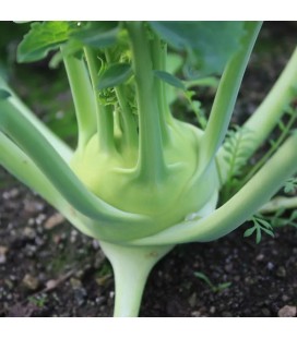 Colirrábano Noriko (Semillas no tratadas)