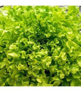 lechuga green salad bolw - semillas ecológicas