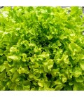 lechuga green salad bolw - semillas no tratadas