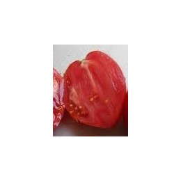 semillas de tomate corazón de buey