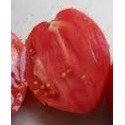 semillas de tomate corazón de buey