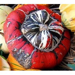 calabaza giraumon turban - turbante turco (semillas ecológicas)