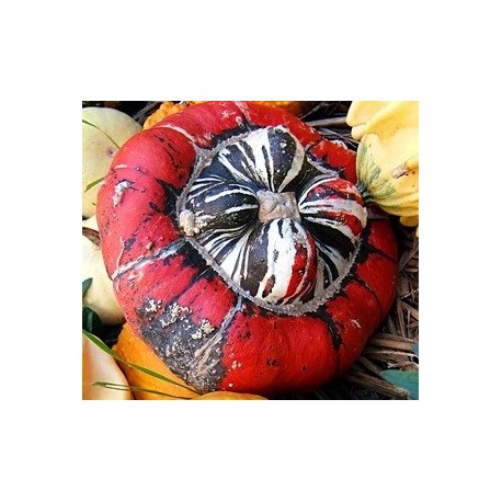 calabaza giraumon turban - turbante turco