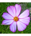 cosmos Daydream (semillas ecológicas)