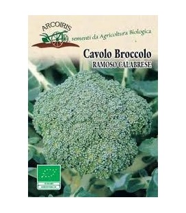 brocoli calabrese medio tardío - semillas ecológicas