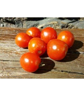 tomate Stupice- plantel