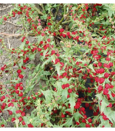 espinaca fresa (capitatum Chenopodium)