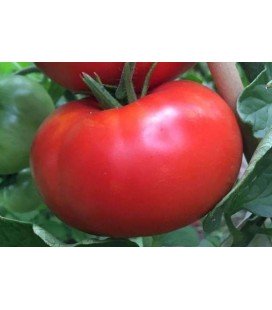 tomate gigante delicious- plantel