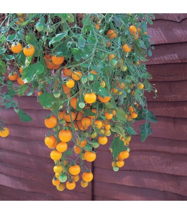 tomate tumbling Tom yellow (semillas no tratadas)