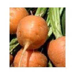 zanahoria parisina - semillas sin tratamiento