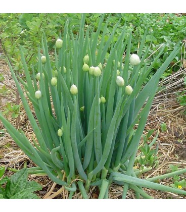 cebolla welsh White (Allium fistulosum) sin tratar
