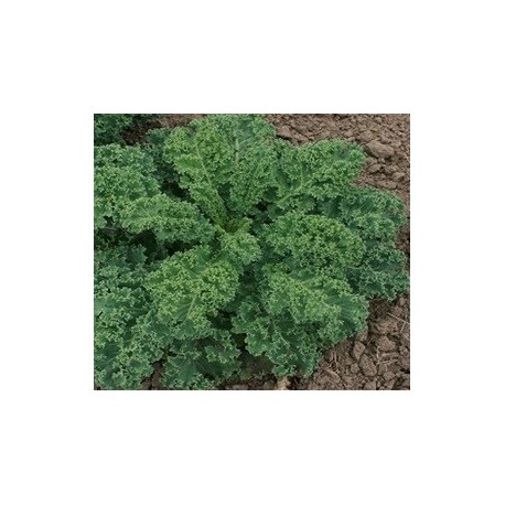 Kale Dwarf green curled - semillas