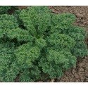 Kale Dwarf green curled - semillas Nat Nat