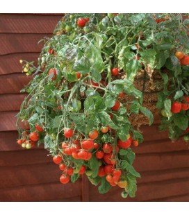 tomate tumbling Tom red (semillas no tratadas)