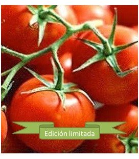 tomate Ailsa Craig - semilla no tratada