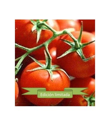 plantas de tomate Ailsa Craig