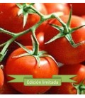 tomate Ailsa Craig - semilla no tratada