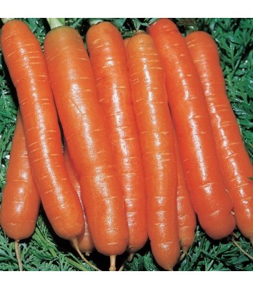 zanahoria Amsterdam (semillas ecológicas)