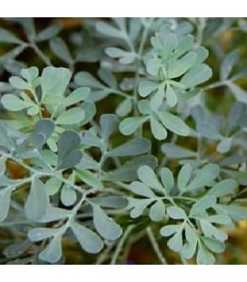 ruda (ruta graveolens) - sin tratamiento