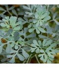 ruda (ruta graveolens) - sin tratamiento