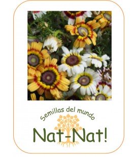 crisantemo Merry mix (Chrysanthemum carinatum)