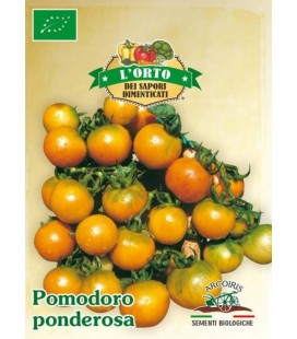tomate de colgar ponderosa (semillas ecológicas)