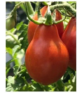 tomate red pear - semillas no tratadas