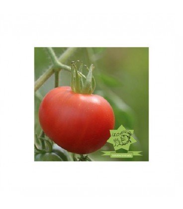 tomate carnicero sangriento