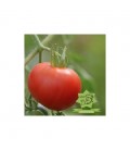 tomate carnicero sangriento - semillas no tratadas