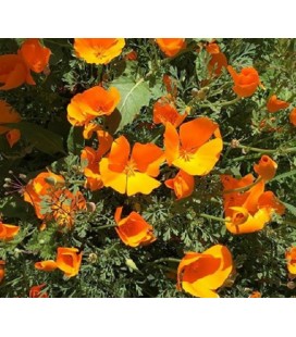 Amapola de California (Eschscholzia californica) - sin tratamiento