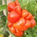 plantel tomate raro