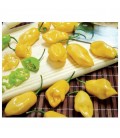 Pimiento habanero limón - semillas no tratadas