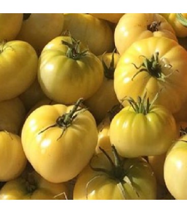 Tomate beaute blanche - semillas sin tratamiento