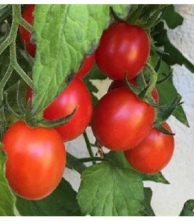 Tomate Rosso di Basilea