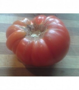 Tomate RAF - semillas no tratadas