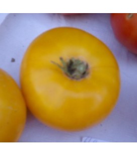 Tomate amarillo de Thun - semillas no tratadas