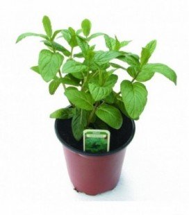 Hierbabuena - semillas no tratadas