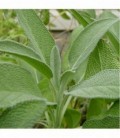 Salvia (Semillas Ecológicas)