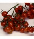 Tomate Christmas Grapes -sin tratamiento