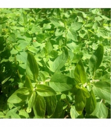 Orégano Común (Semillas Ecológicas)