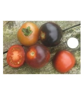 tomate Indigo Rose - plantel