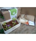 Kit de cultivo de hojas para ensalada
