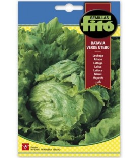 lechuga batavia verde