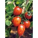 semillas de tomate cherry cebra F1