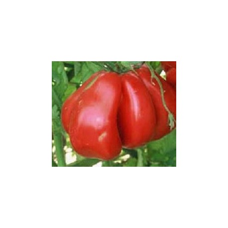 tomate zapoteca (semillas ecológicas)