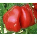 tomate zapoteca (semillas ecológicas)