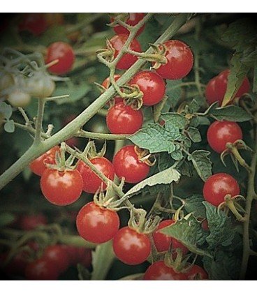 Tomate Matt´s wild cherry 