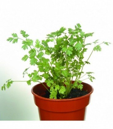 Perifollo- semillas no tratadas