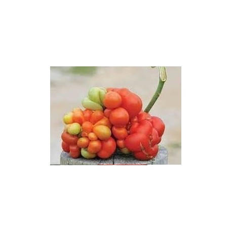 semillas de tomate cherry pera amarillo F1