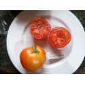 semillas de tomate Nepal